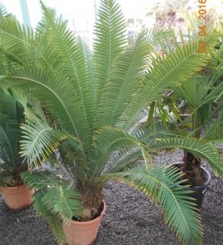 Cycas Dioni_kat